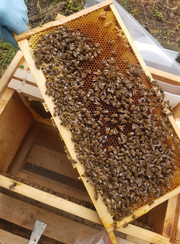 Bienen Ableger auf Zanderwaben mit gezeichneter Königin – Imkerhelden Düsseldorf