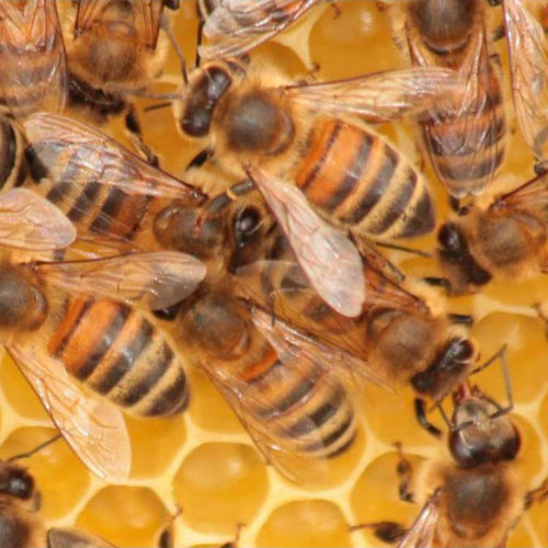 Bienenpatenschaft