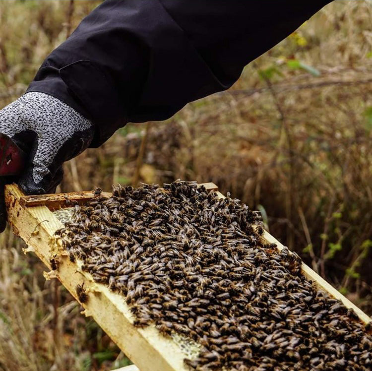 Wirtschaftsvolk im Zandermaß am Bienenstand in Düsseldorf